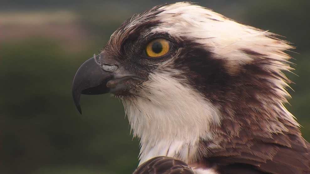 Idris Dyfi Osprey Project